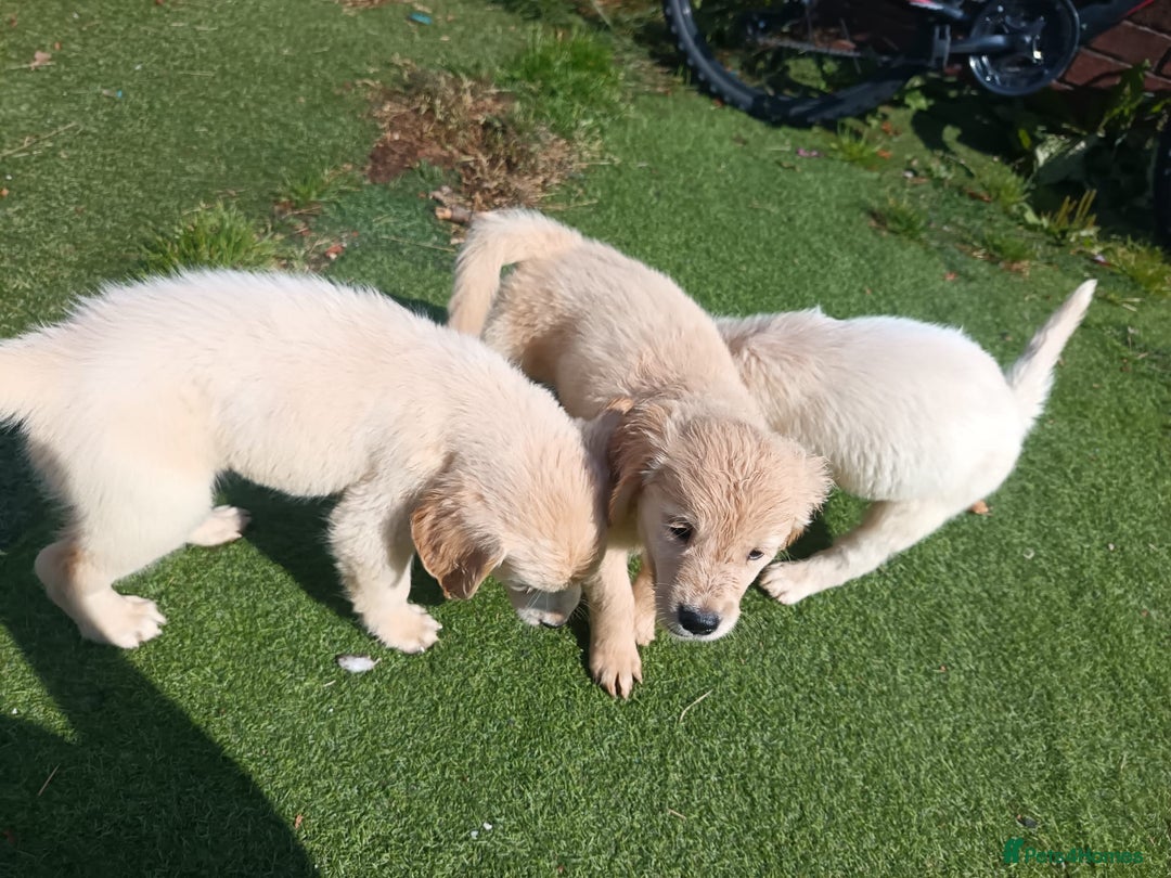 Golden Retriever dogs for sale: 9 weeks old golden retriever puppy’s  - Image 6