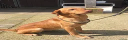 Labrador Retriever dogs for sale: Description  - Advert 25