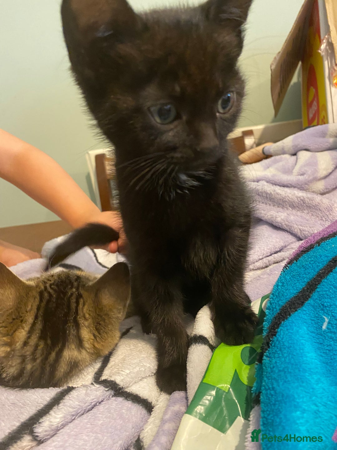 Mixed Breed cats for sale: Kittens for sale - Image 3