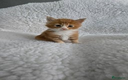 Maine Coon cats for sale: Red and white maine coon kittens TICA registered  - Image 3