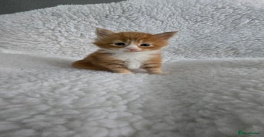 Maine Coon cats - Advert 9