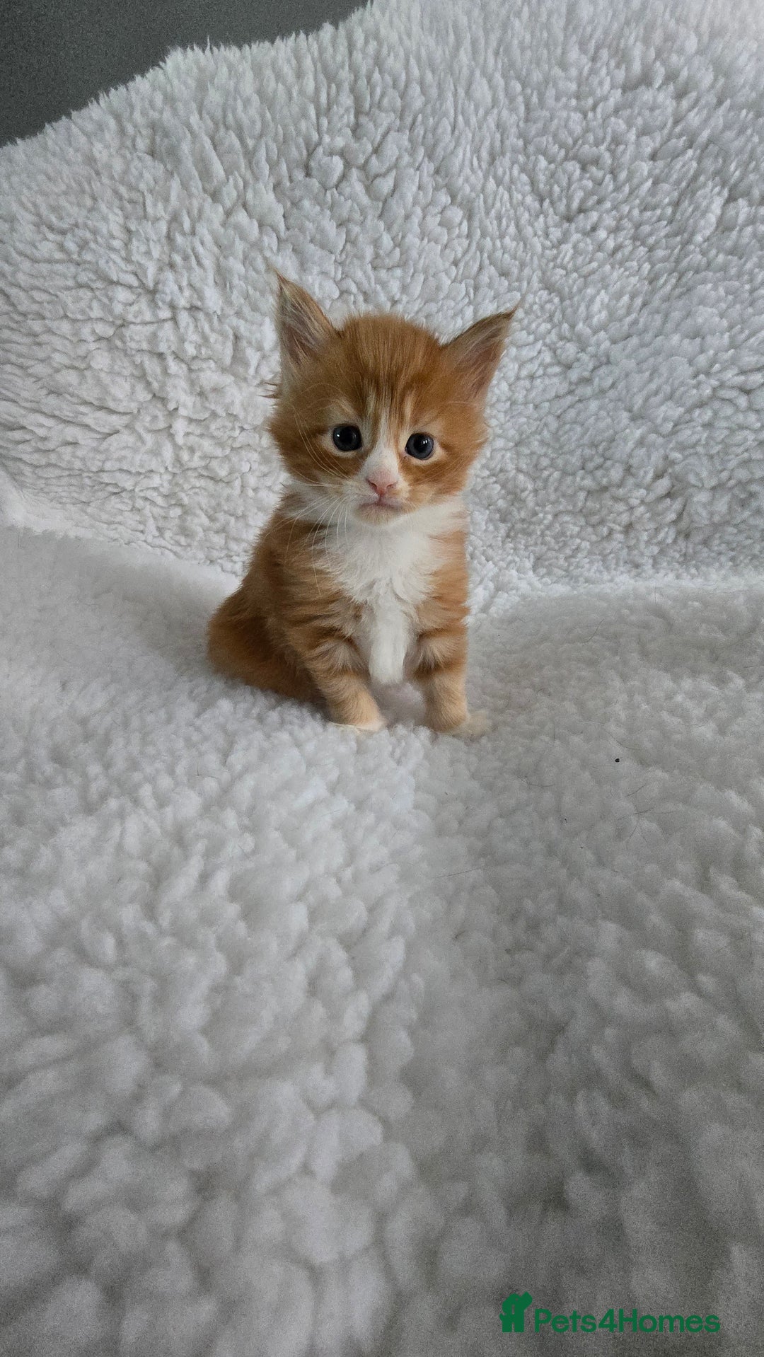 Maine Coon cats for sale: Red and white maine coon kittens TICA registered  - Image 3