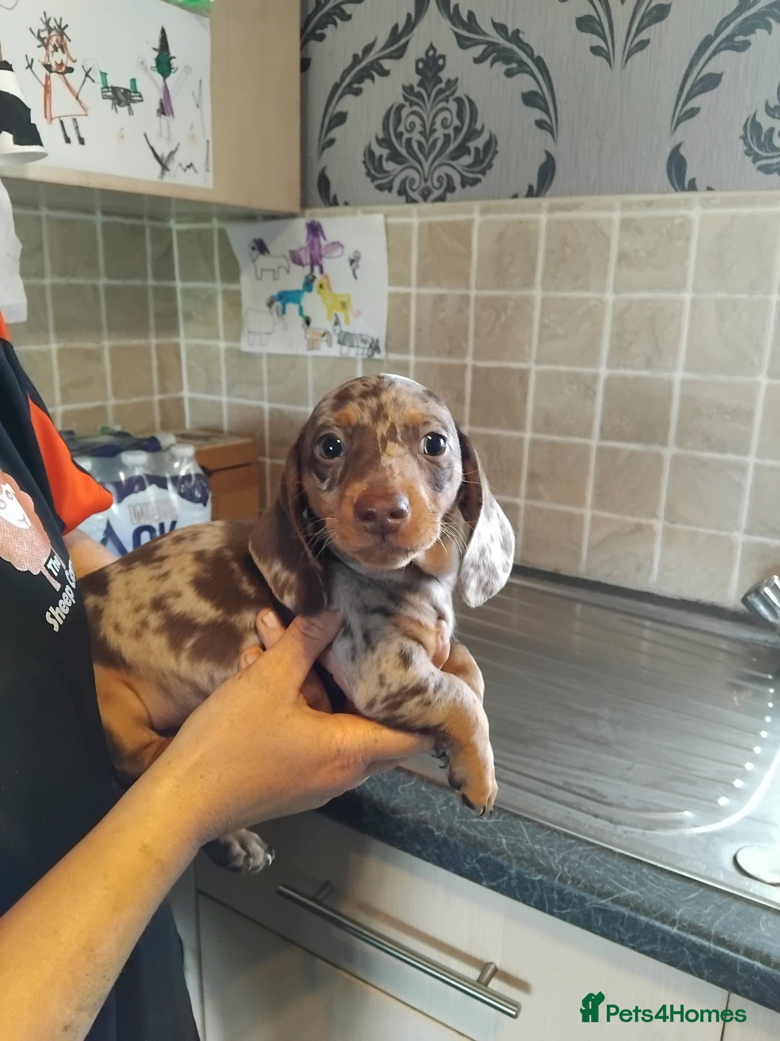 Miniature Dachshund dogs Miniature dashchund puppy - Advert 1