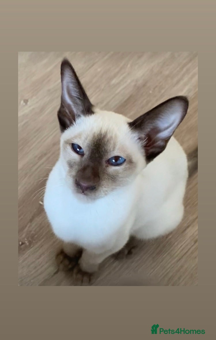 Oriental cats Oriental kittens  - Advert 1