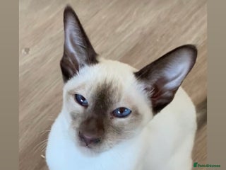 Oriental cats Oriental kittens - Advert 10