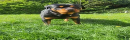 Rottweiler dogs for sale: Beautiful 4yr old Rottweiler in need of new home - Advert 2
