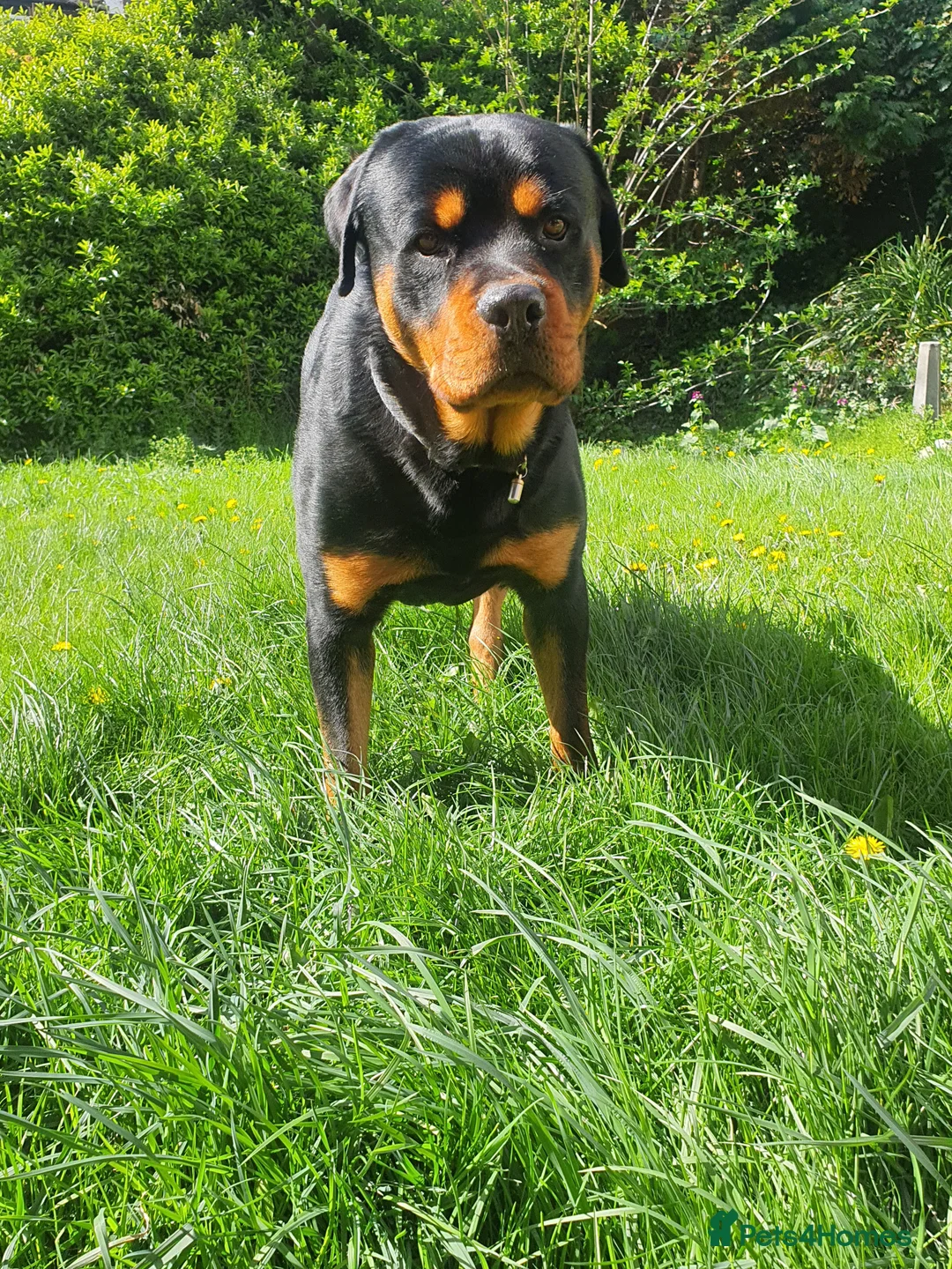Rottweiler dogs for sale: Beautiful 4yr old Rottweiler in need of new home - Advert 2