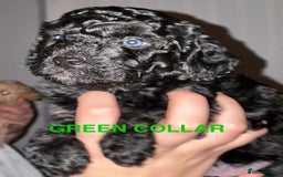 Bordoodle dogs for sale: F1B Bordoodle Puppies - Image 4