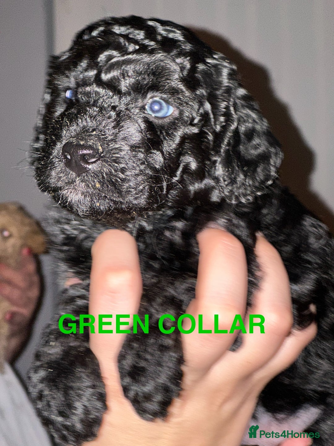 Bordoodle dogs for sale: F1B Bordoodle Puppies - Image 4