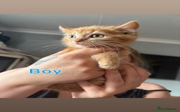 Mixed Breed cats for sale: 6 beautiful kittens ready for a forever home  - Image 1