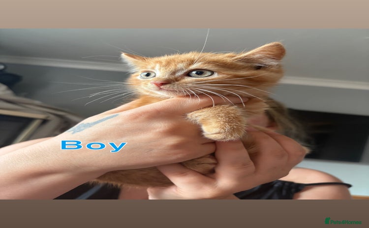 Mixed Breed cats - Advert 10
