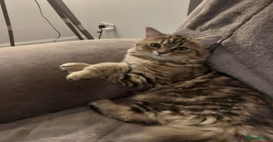 Persian cats Needing a new home - Advert 15