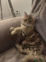 Persian cats Needing a new home - Advert 10