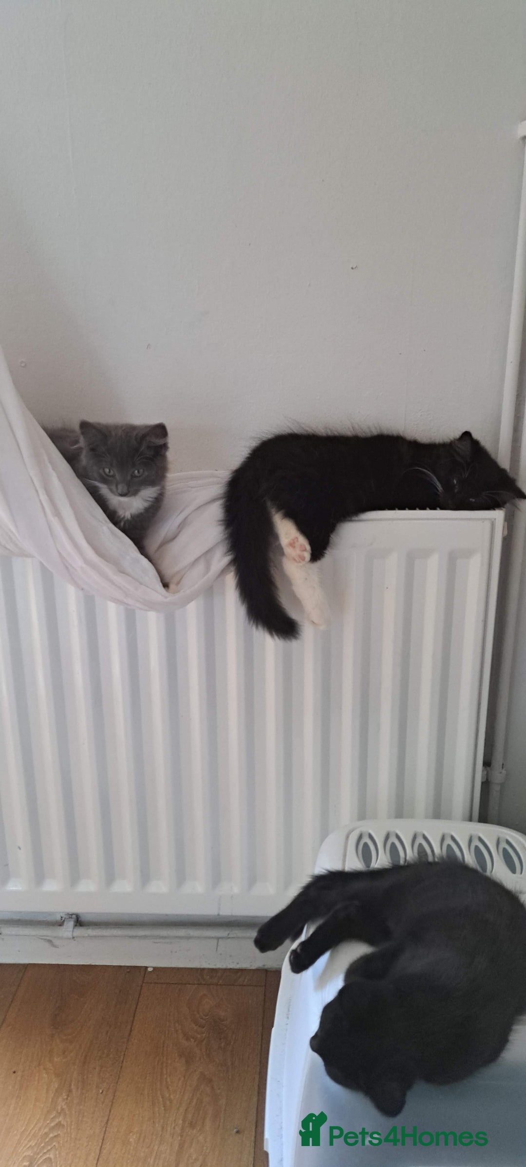 Russian Blue cats for sale: Adorable Russian Blue X Chantilly Tiffany Kittens! - Image 4