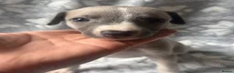 Whippet dogs for sale: KC registered whippet puppy’s  - Advert 8