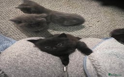 Mixed Breed cats for sale: Very friendly beautiful fluffy kittens  - Image 23