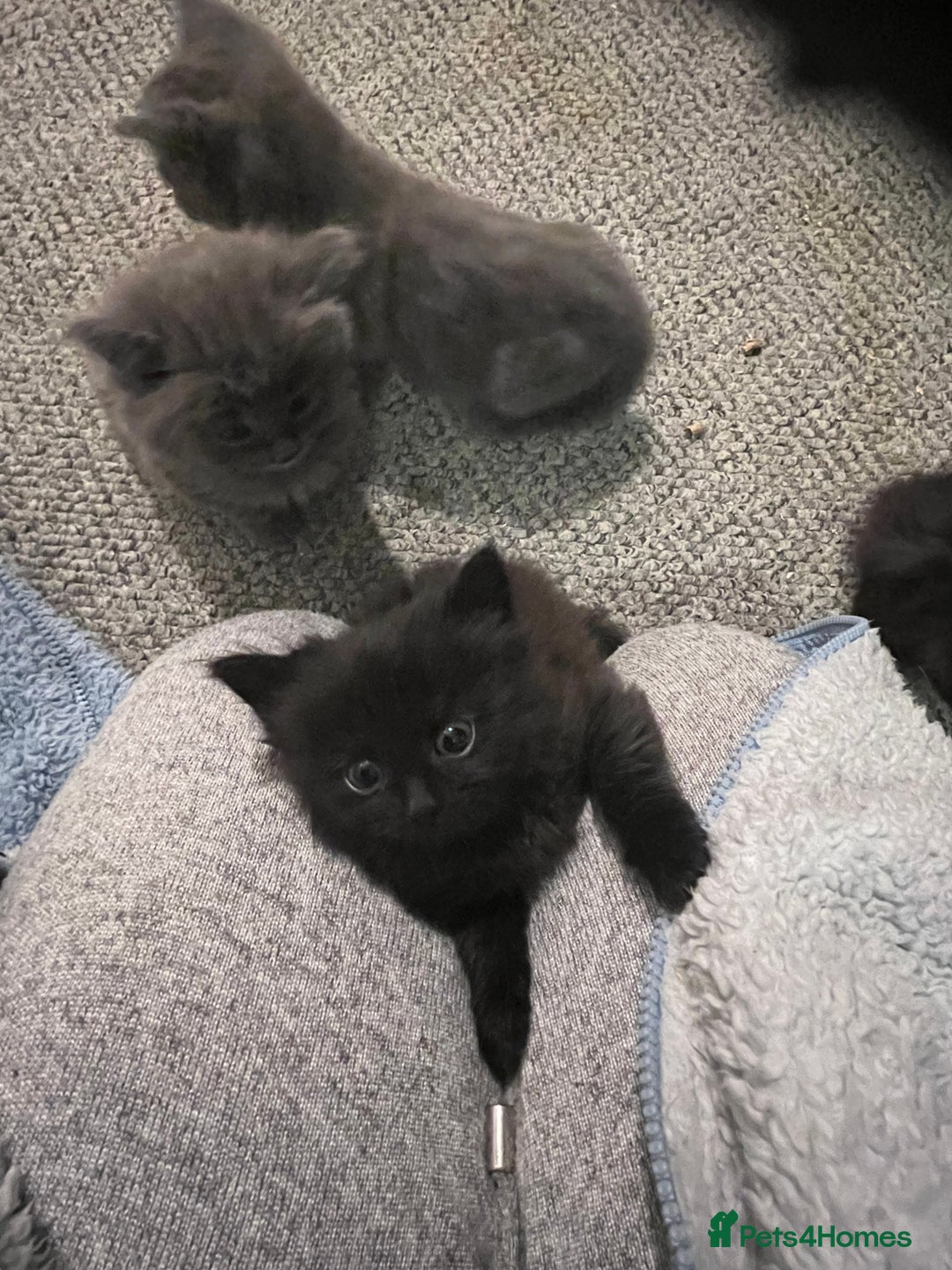 Mixed Breed cats for sale: Very friendly beautiful fluffy kittens  - Image 23