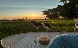 Standard Poodle dogs for sale: Beautiful KC Registered Standard Poodle Puppies - Image 5