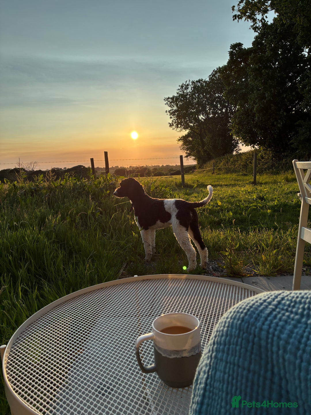 Standard Poodle dogs for sale: Beautiful KC Registered Standard Poodle Puppies - Image 5