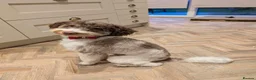 Toy Poodle dogs for stud: Brown Merle Poodle health tested - Advert 39
