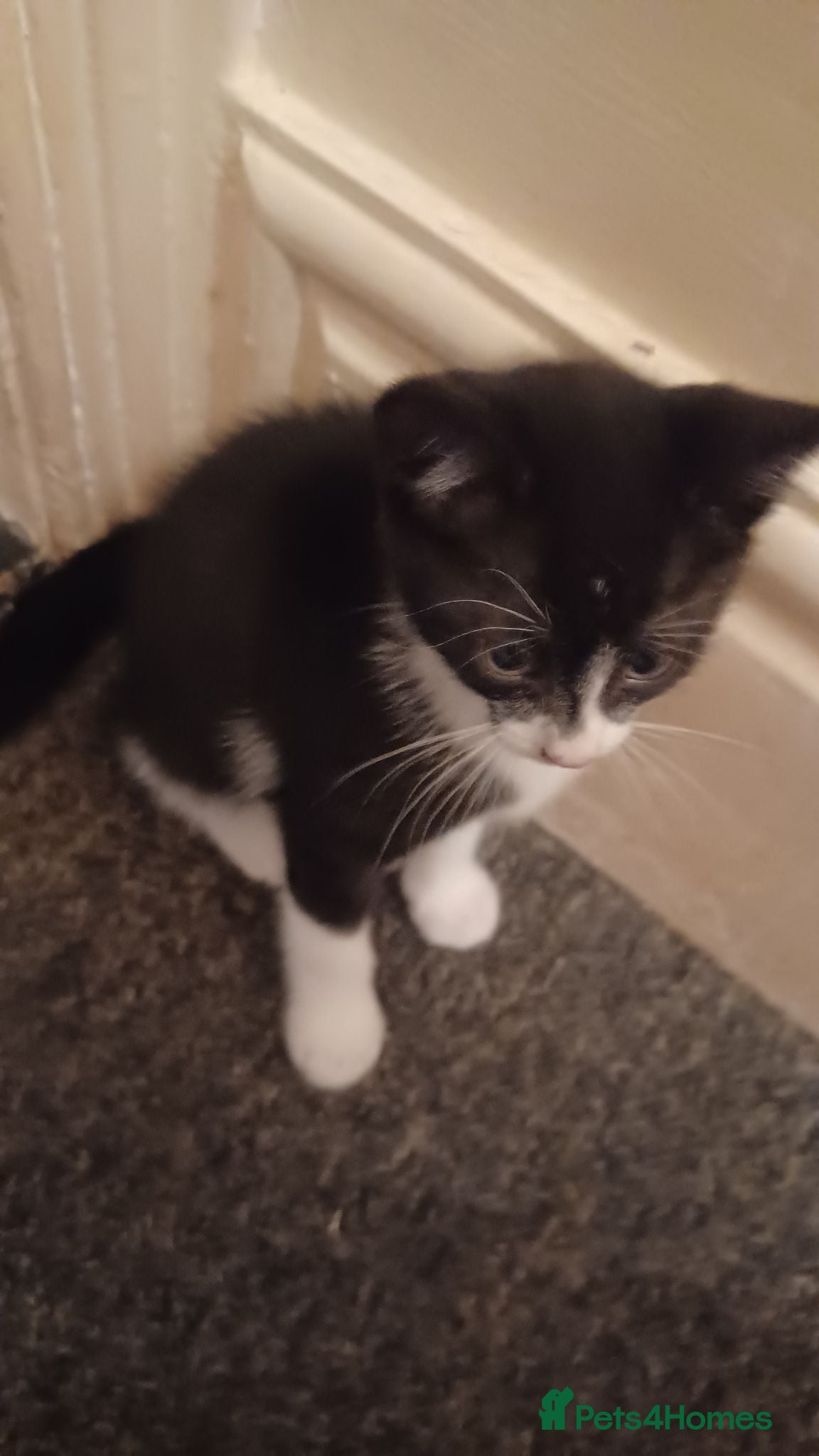 Mixed Breed cats 2boys & 2girls  - Advert 1