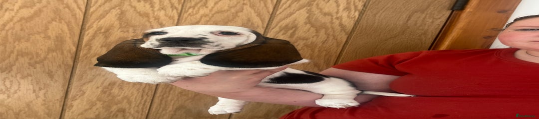 Basset Hound Puppy 2