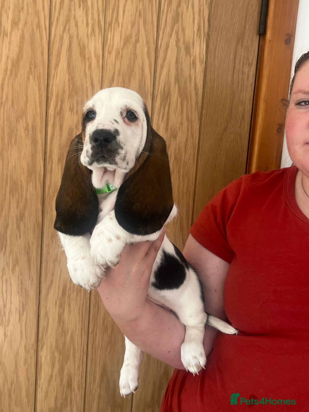 Basset Hound dogs for sale: Wonderful basset hound puppies available  - Image 6