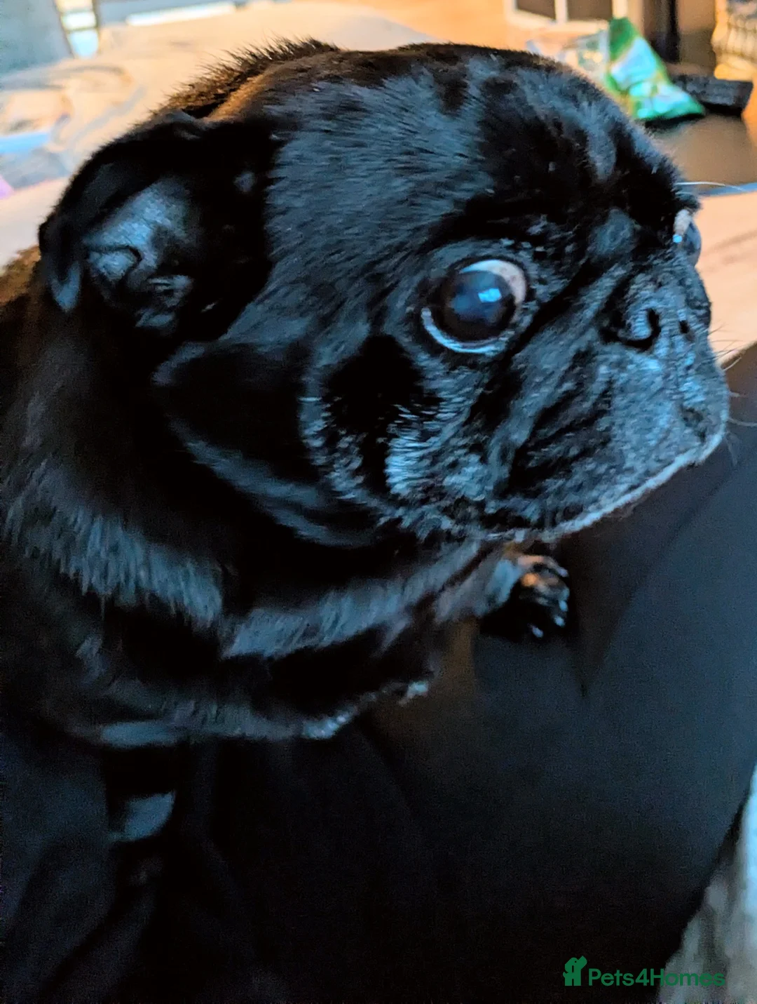 Pug dogs for sale: Meet Brian the pug! - Advert 2