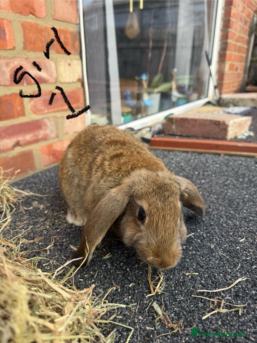 Mixed Breed rabbits for sale: Mixed breeds rabbits 8-12 weeks old  - Image 4