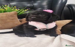 Labradoodle dogs for sale: F1 Labradoodle Puppy's  - Image 3