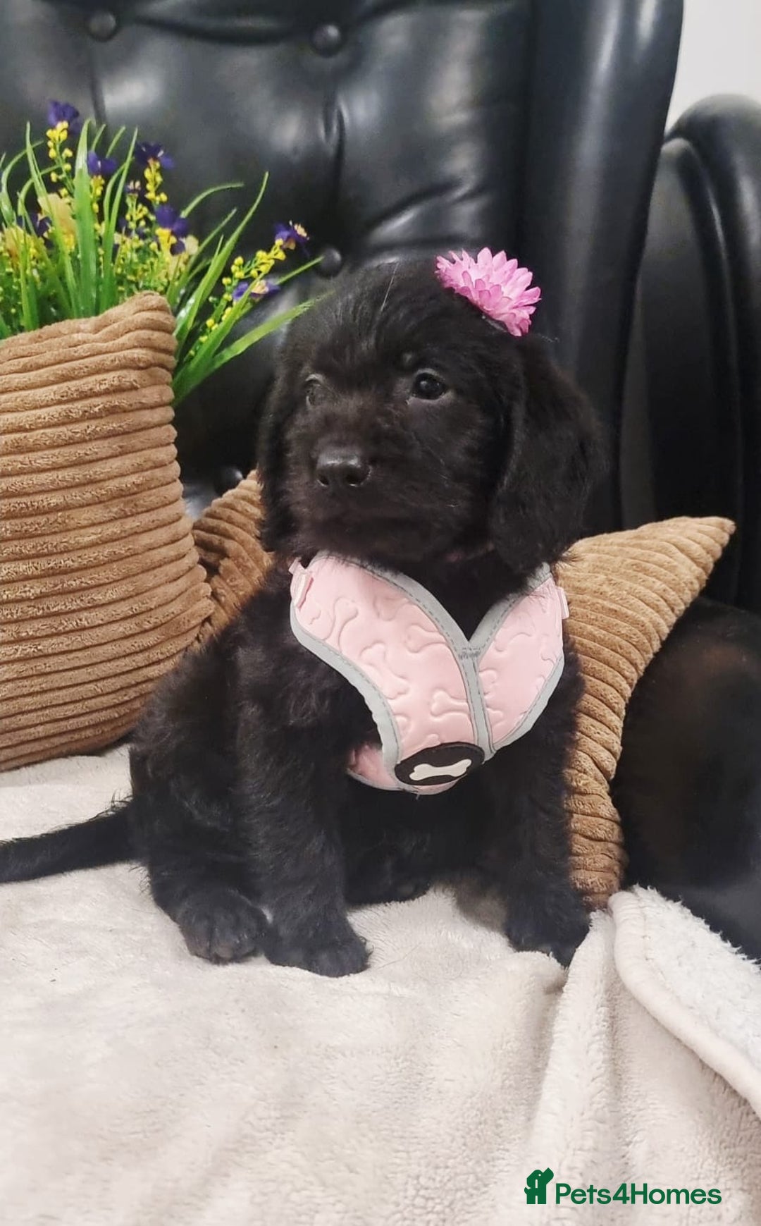 Labradoodle dogs for sale: F1 Labradoodle Puppy's  - Image 3
