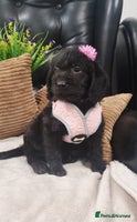 Labradoodle dogs - Advert 7