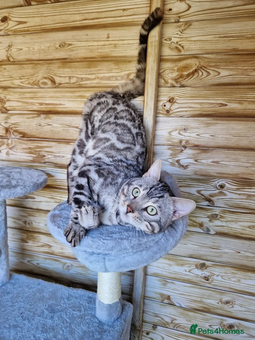 Bengal cats for stud: TICA active registered Silver boy for stud! in Bury Saint Edmunds - Advert 11
