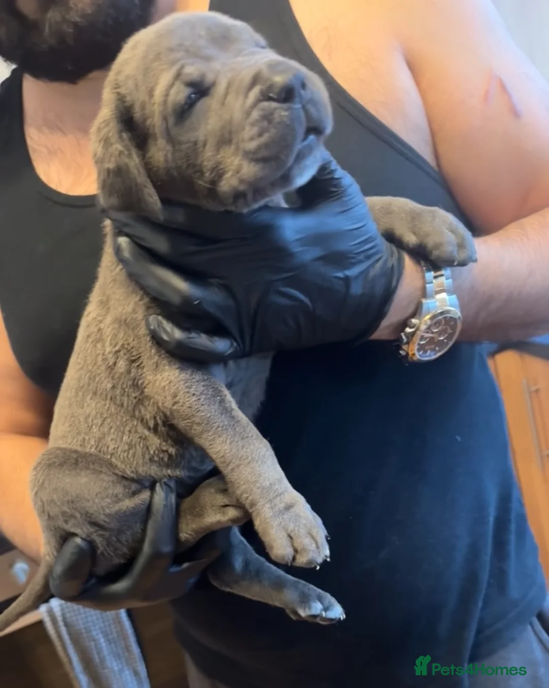 Cane Corso dogs for sale: Pure Blue Cane Corso puppies for sale - Advert 19