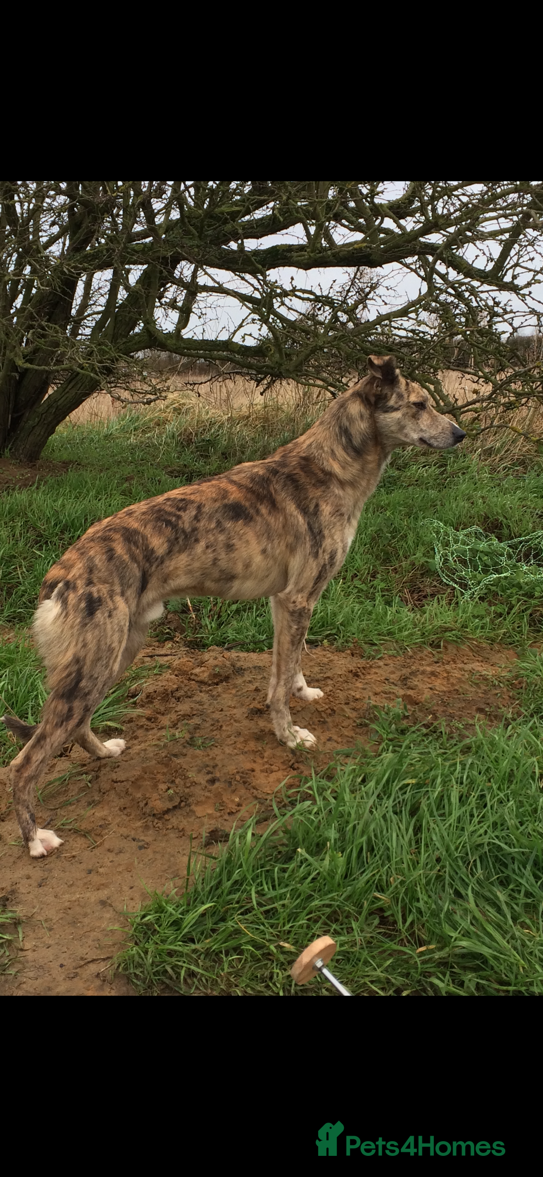 Lurcher dogs for sale: 4 stunning Lurcher colie pups - Advert 15