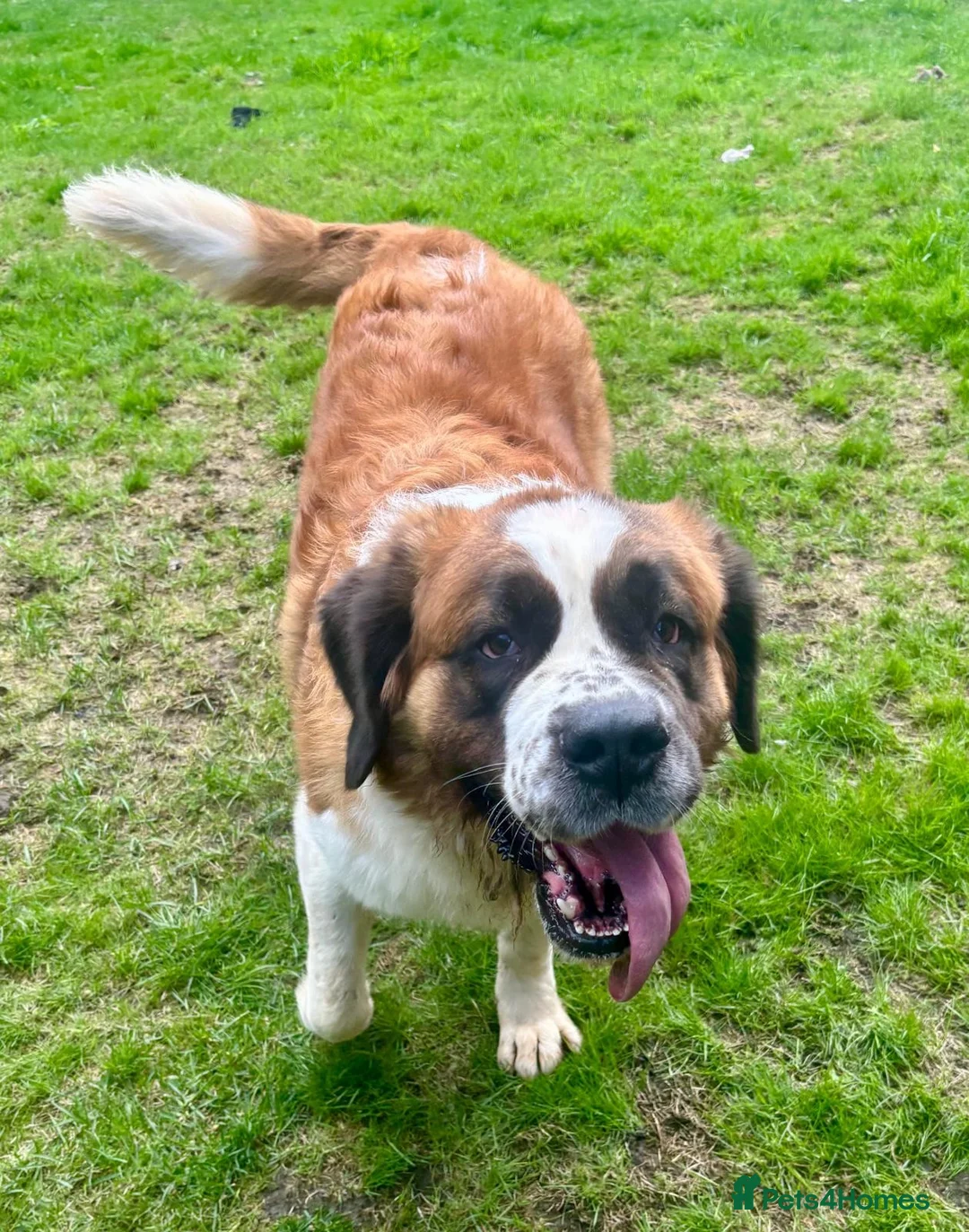 Saint Bernard dogs for sale: Saint Bernard female - Advert 2