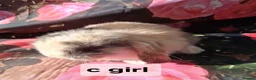 Mini Lop rabbits for sale: Mini lop baby rabbits - Advert 2