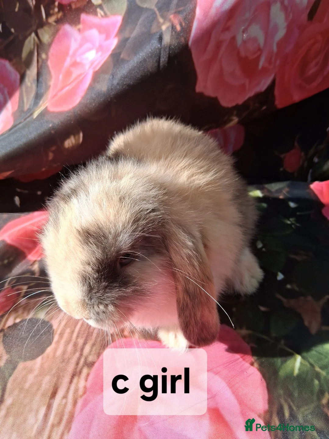 Mini Lop rabbits for sale: Mini lop baby rabbits - Advert 2