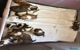 Saint Bernard dogs for sale: Saint Bernard  - Image 15