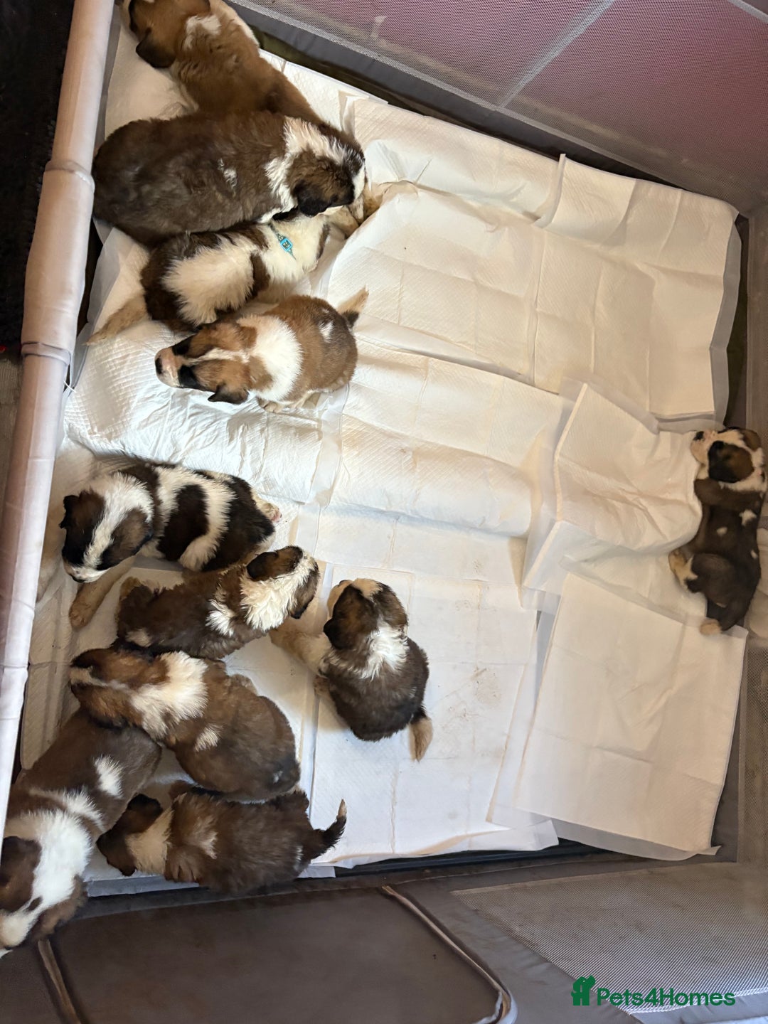Saint Bernard dogs for sale: Saint Bernard  - Image 15