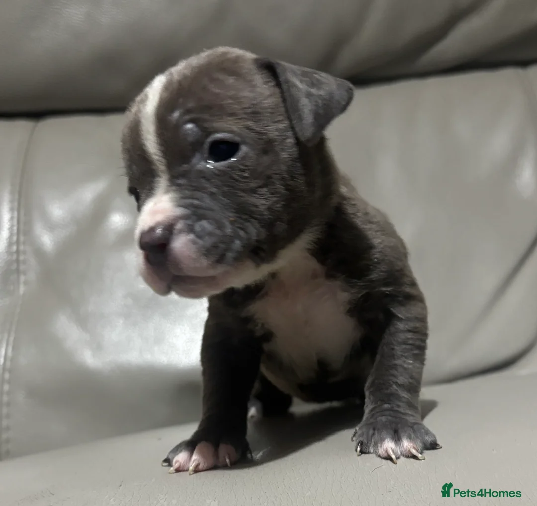 Mixed Breed dogs for sale: American bulldog cross American staff  - Advert 12