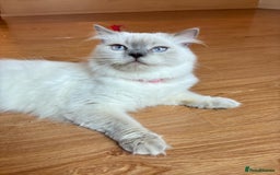 British Shorthair cats for sale: White / bits of beige and grey / British shorthair - Image 8