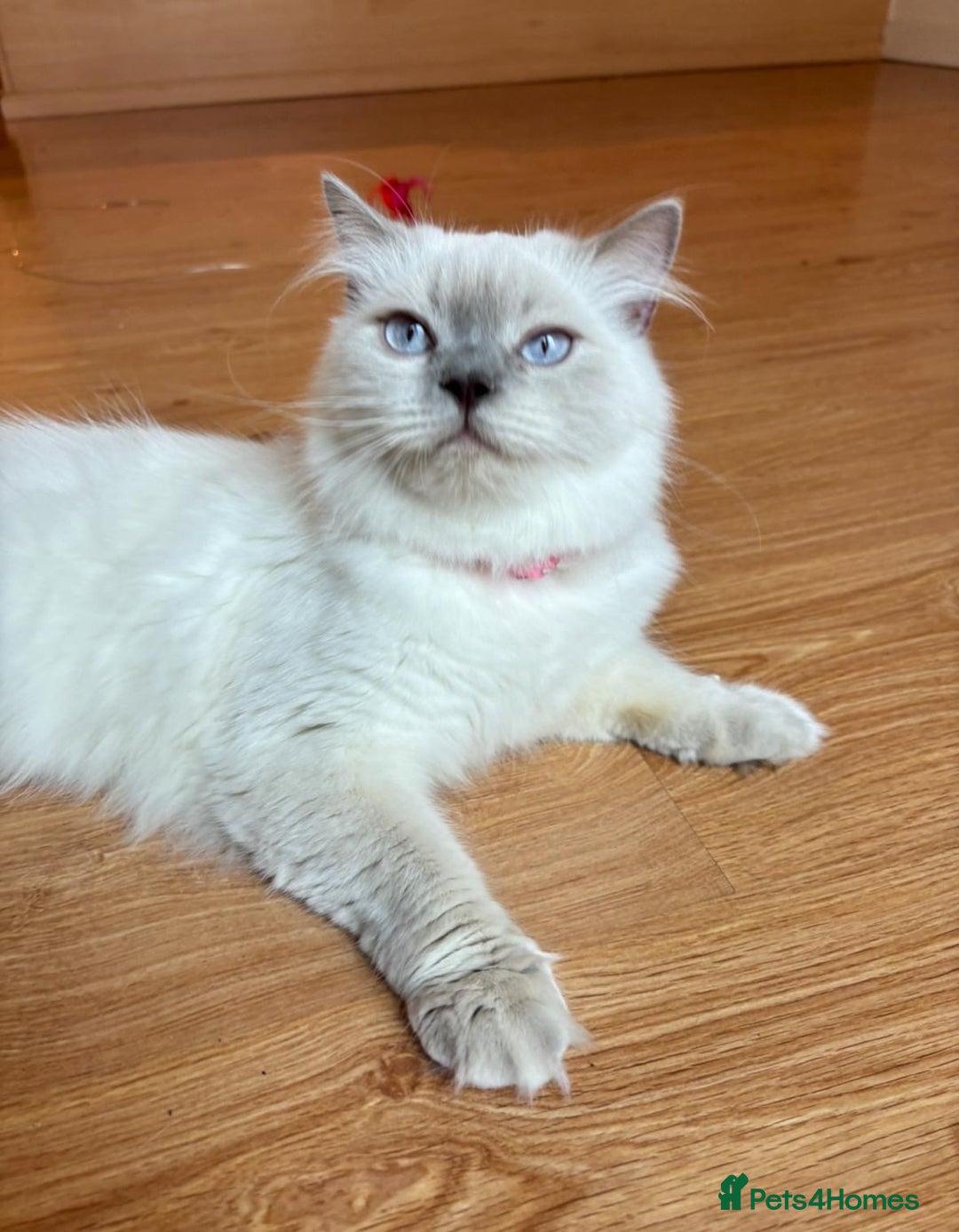 British Shorthair cats for sale: White / bits of beige and grey / British shorthair - Image 8