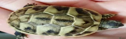 Hermann Tortoise reptiles for sale: Hermann tortoises  - Advert 14