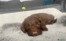 Cockapoo dogs for sale: **Last** Male Cockapoo Puppies avaliable 8th Oct  - Image 18