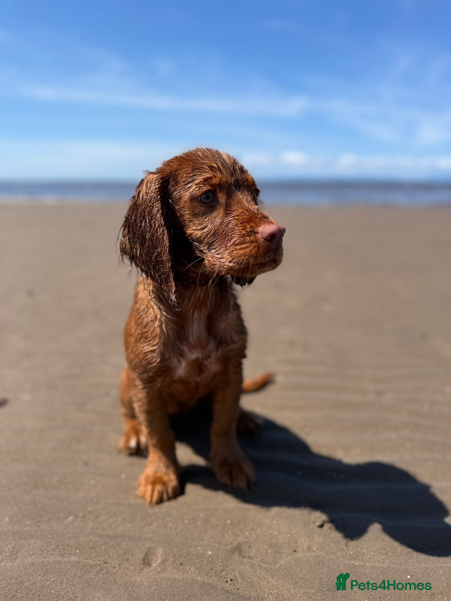 Cocker Spaniel dogs Female Cocker Spaniel 6 months  - Advert 5