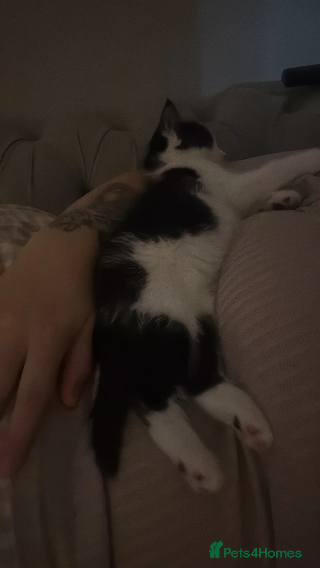 Mixed Breed cats for sale: Kittens looking to rehome  - Advert 2