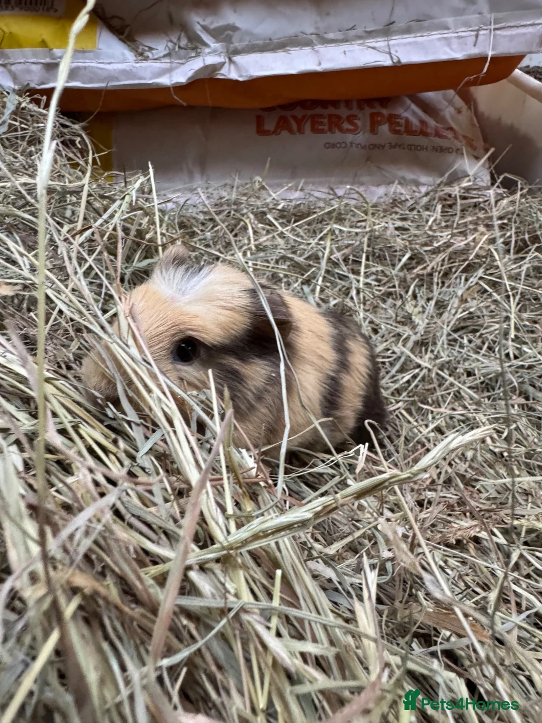 Guinea Pig rodents for sale: 2 wonderful guinea pig very friendly  - Advert 2
