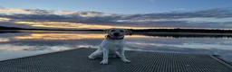Labrador Retriever dogs for stud: White Labrador stud in Morpeth - Advert 10