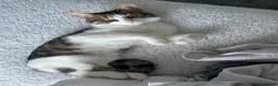 Brazilian Shorthair cats for sale: Brittle short hair for sale  - Advert 3
